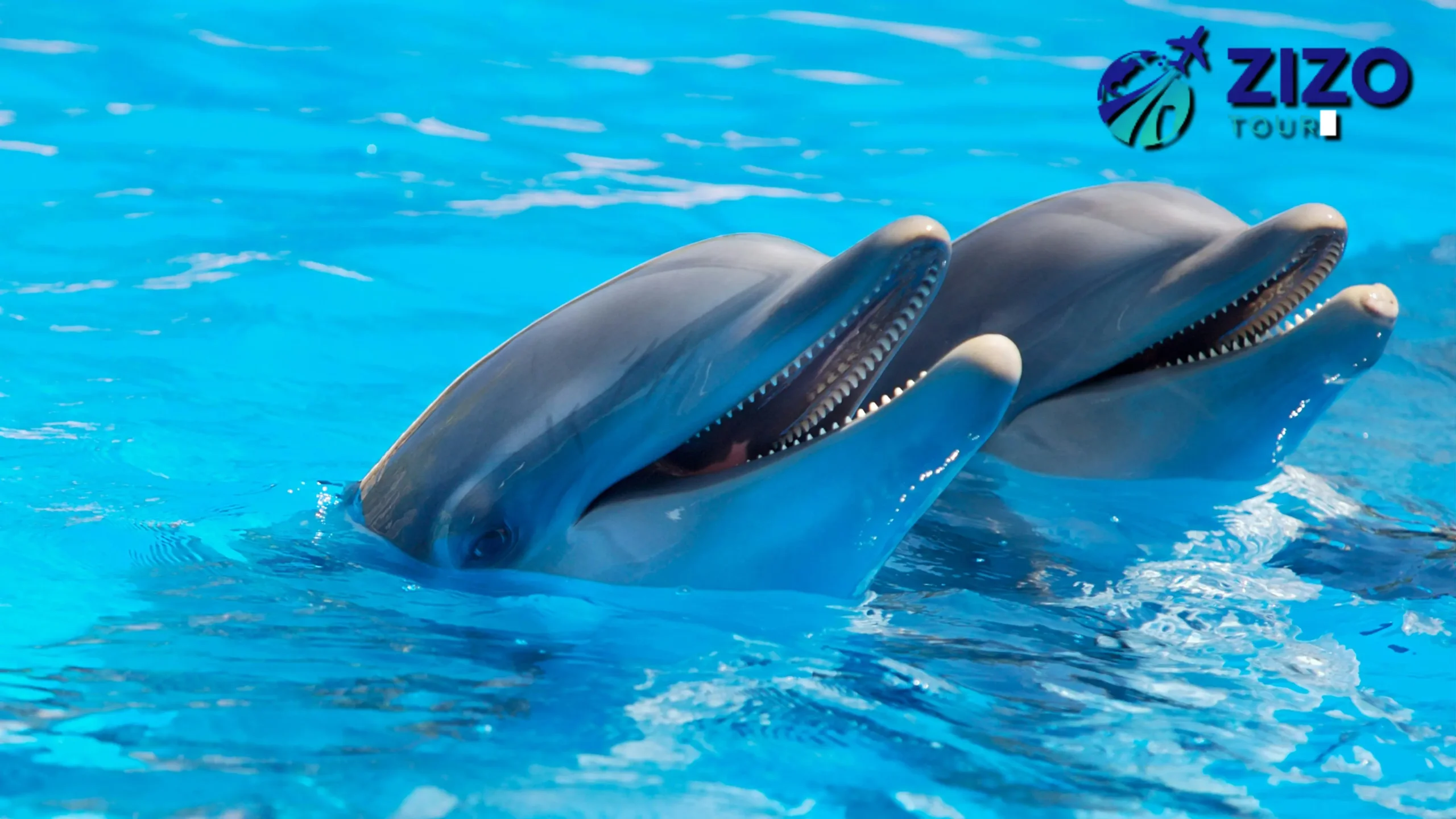 Dolphin House VIP Snorkeling Sea Trip Full Day From Makadi Bay