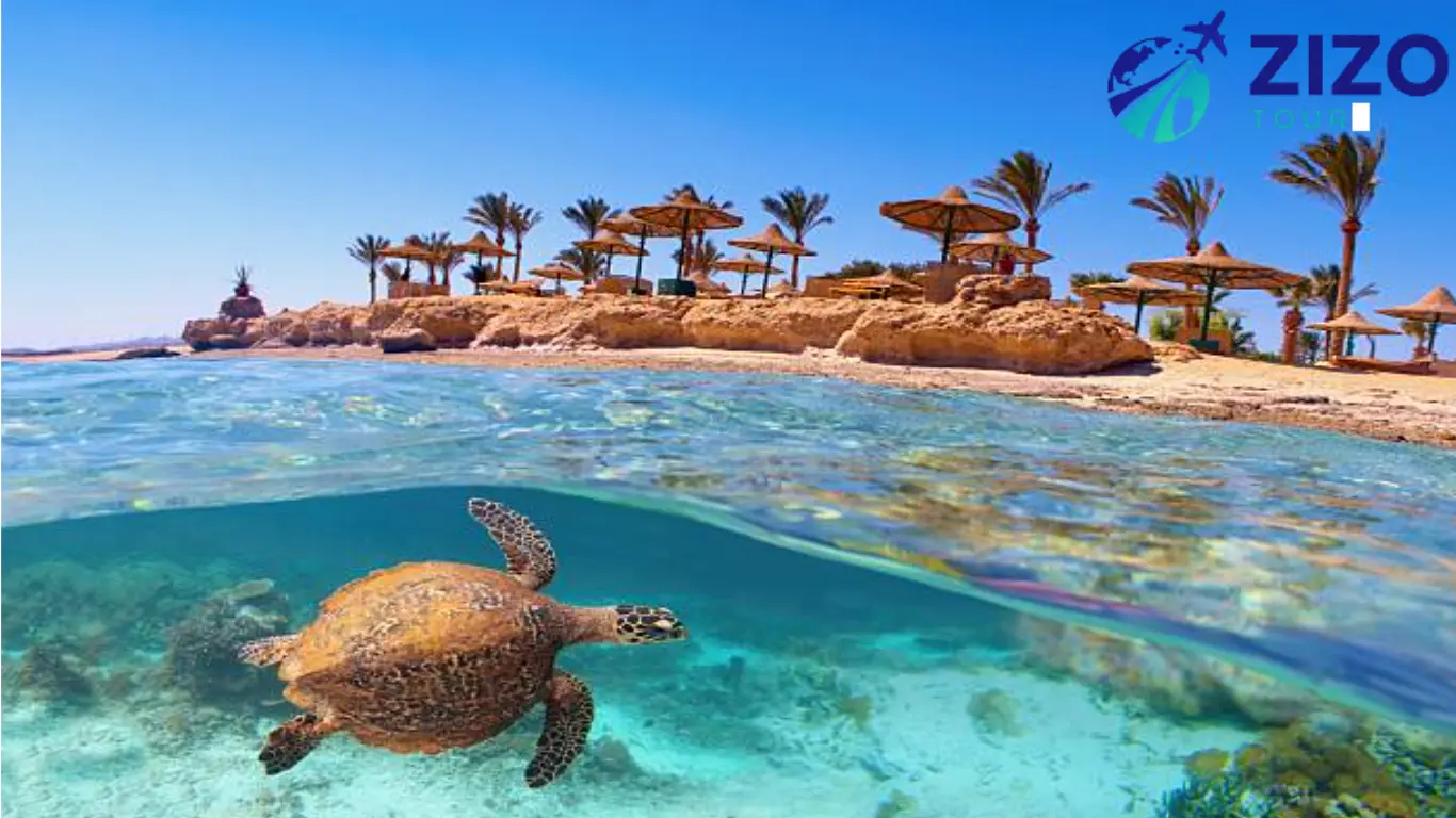 Marsa Alam Snorkeling Trip with Turtles and Lunch in Marsa Mubarak