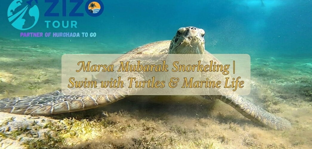 Marsa Mubarak Snorkeling | Swim with Turtles & Marine Life