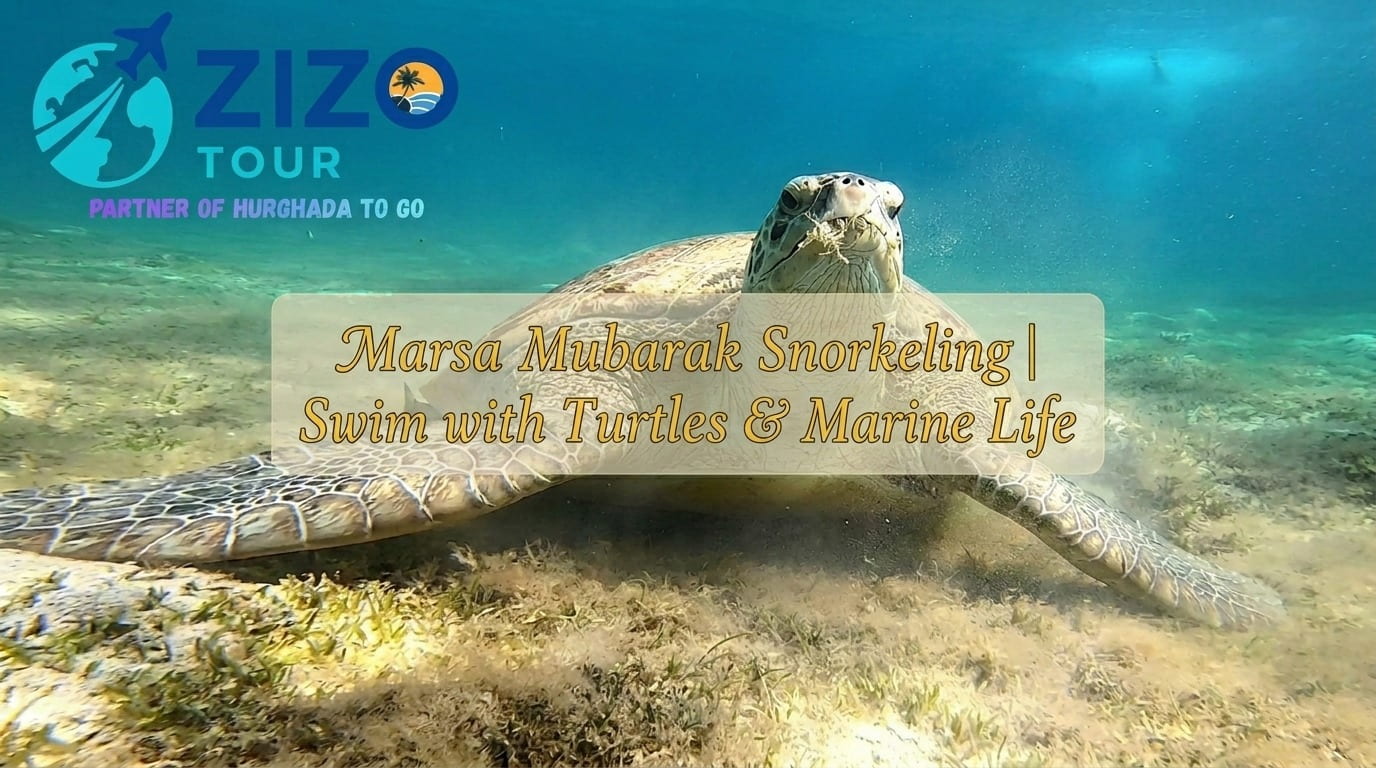 Marsa Mubarak Snorkeling | Swim with Turtles & Marine Life