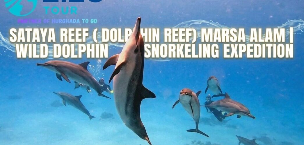 Sataya Reef (Dolphin Reef) Marsa Alam | Wild Dolphin Snorkeling Expedition