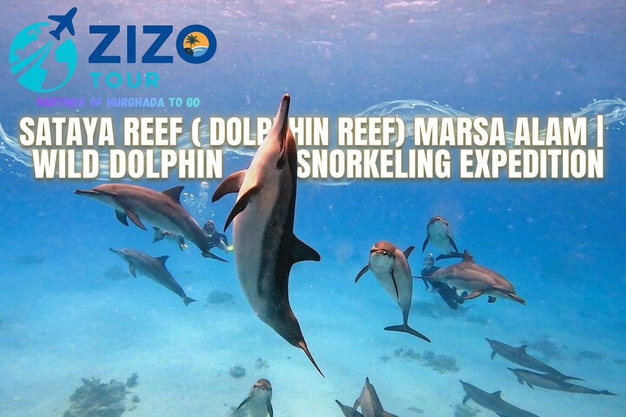 Sataya Reef (Dolphin Reef) Marsa Alam | Wild Dolphin Snorkeling Expedition
