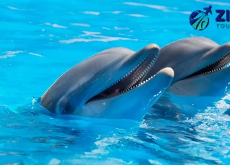 Dolphin House VIP Snorkeling Sea Trip Full Day From Makadi Bay