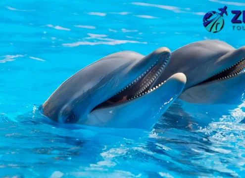 Dolphin House VIP Snorkeling Sea Trip Full Day From Makadi Bay