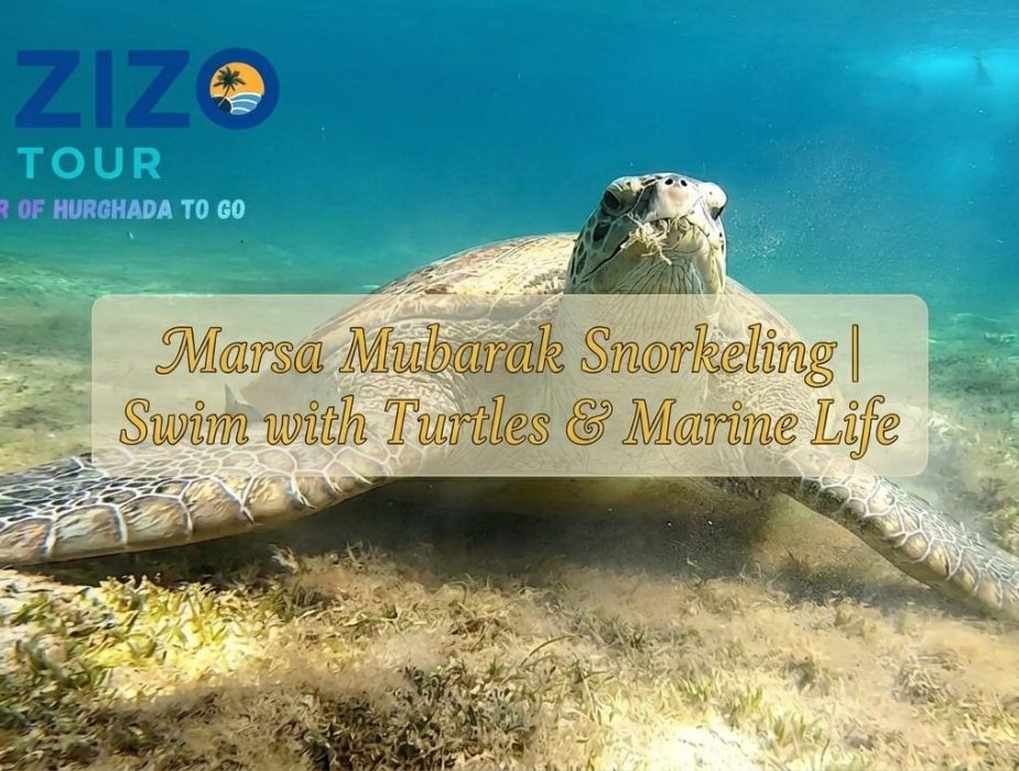 Marsa Mubarak Snorkeling | Swim with Turtles & Marine Life