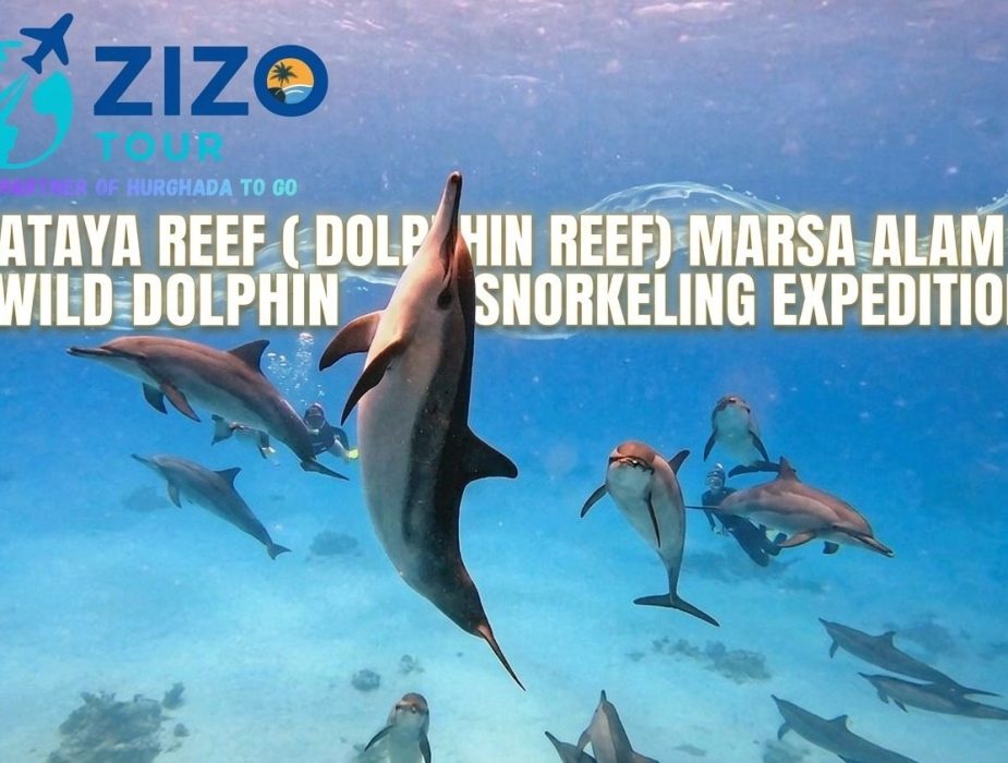 Sataya Reef (Dolphin Reef) Marsa Alam | Wild Dolphin Snorkeling Expedition
